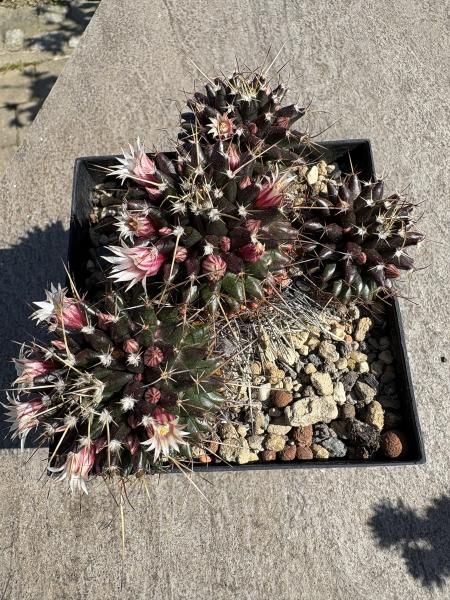 Mammillaria erythraea